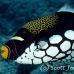 triggerfish_clown_ndo_h_0131_pal0948.jpg